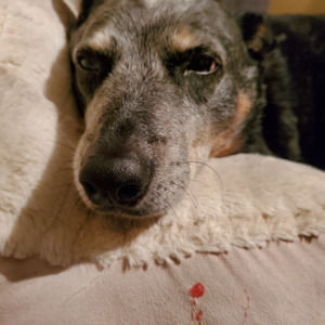 Meet your Posher, Sidney